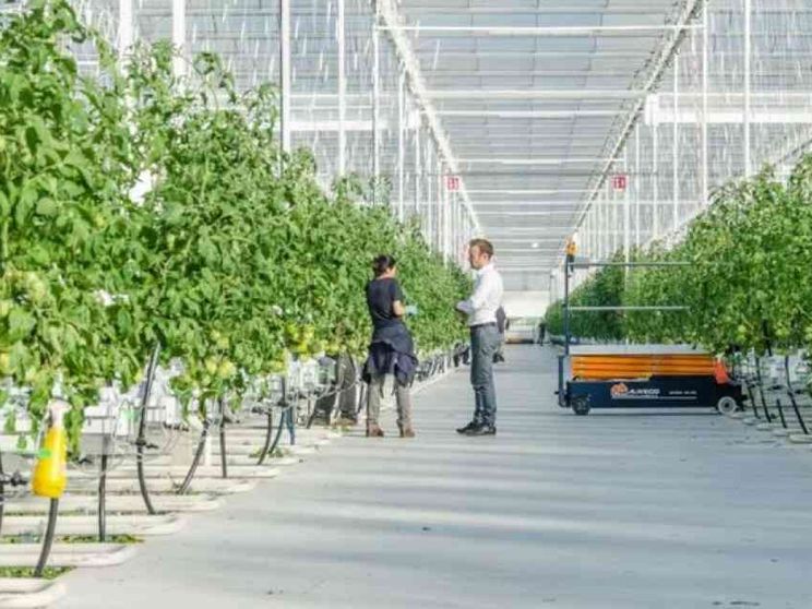 Colture idroponiche in serra