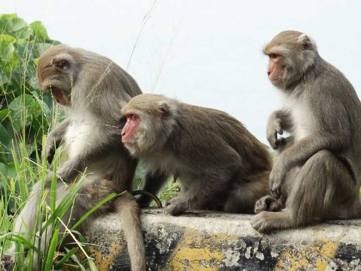 In Cina le scimmie con geni umani. Per studiare il cervello si creano ibridi