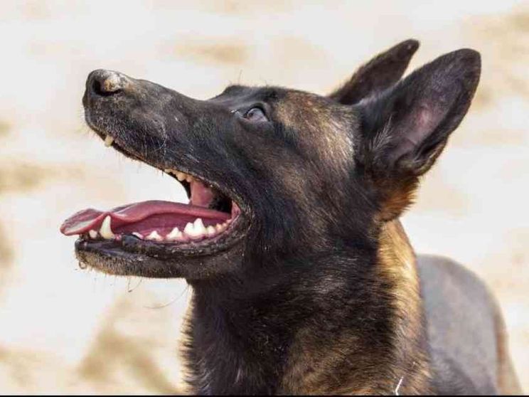 Onori al cane delle forze speciali morto in guerra