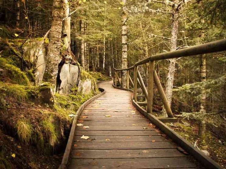 Torniamo con Thoreau a imparare dalla grammatica dei boschi: camminando