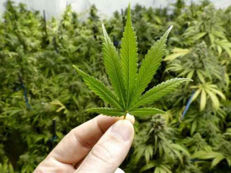 «Cannabis, vi spiego perché la sentenza tutela i ragazzi»