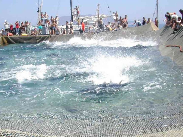Quel pasticcio brutto delle tonnare che colpisce la Sicilia