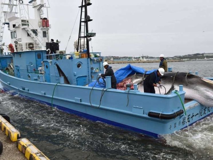 Caccia alla balena Tokyo riparte: «È nostro diritto»