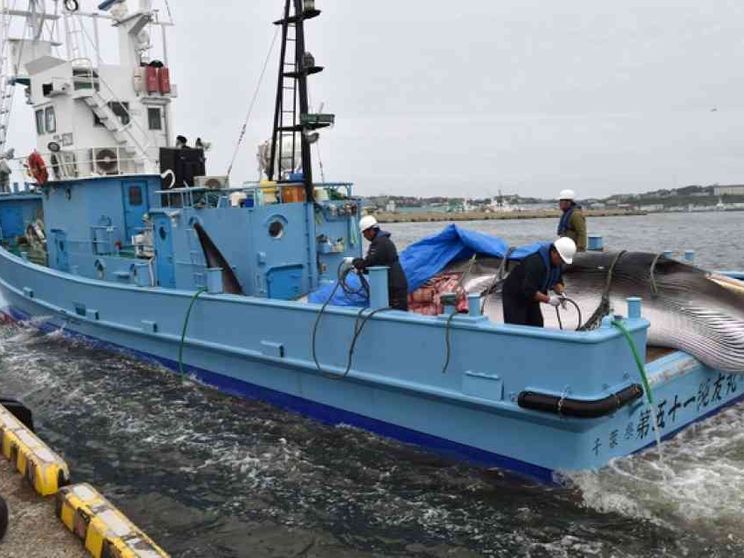 Caccia alla balena Tokyo riparte: «È nostro diritto»