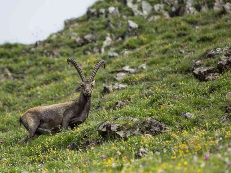 Sulle Alpi i cervi salgono di quota. Ed è guerra per i pascoli