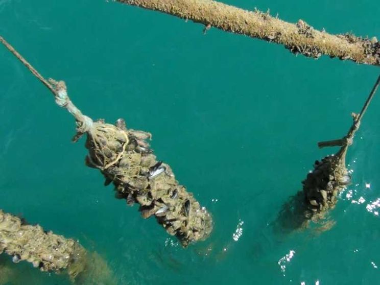 L'Adriatico come la Polinesia tra meduse e pesci colorati