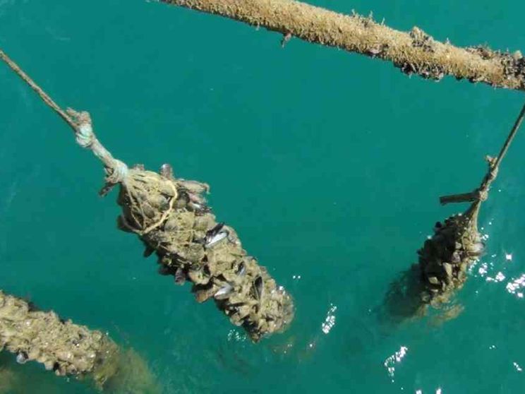 L'Adriatico come la Polinesia tra meduse e pesci colorati