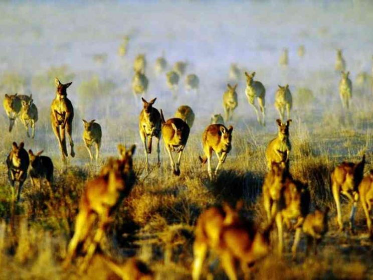 La strage dei canguri in Australia
