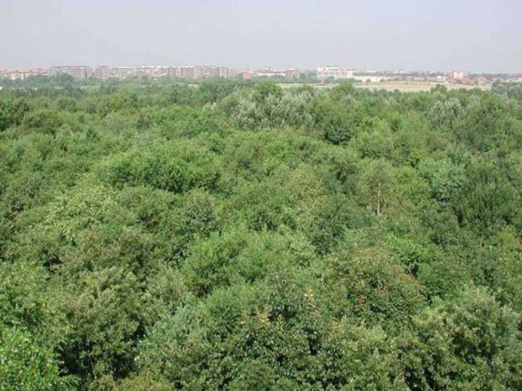 In Italia le foreste aumentano. L'emergenza verde è nelle città