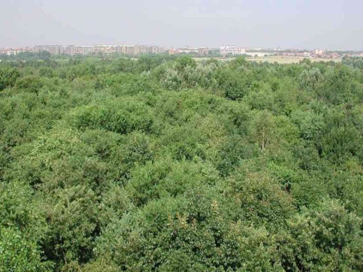 In Italia le foreste aumentano. L'emergenza verde è nelle città