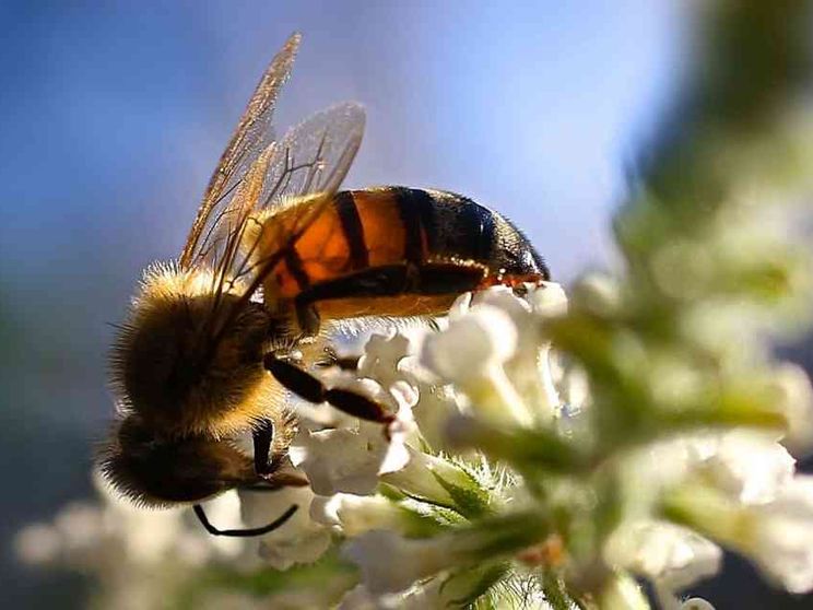 Le api vittime del boom del latte di mandorla