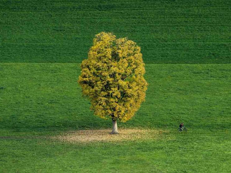 Prendersi cura delle piante: un impegno e anche un lavoro