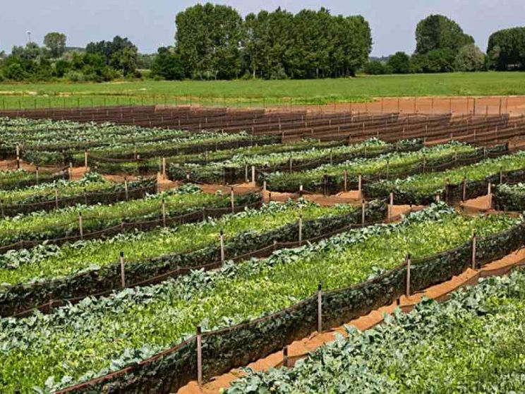 Più occupati e sostenibilità con l'allevamento di lumache