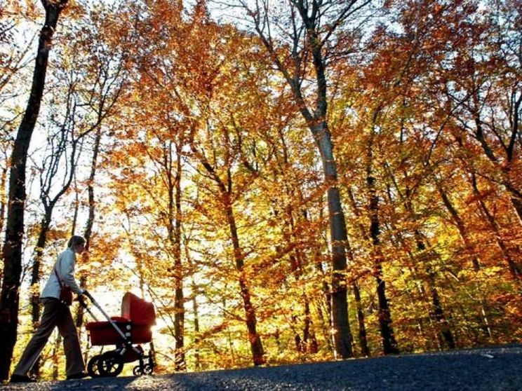 Meno allevamenti, più foreste per assorbire la CO2 in eccesso