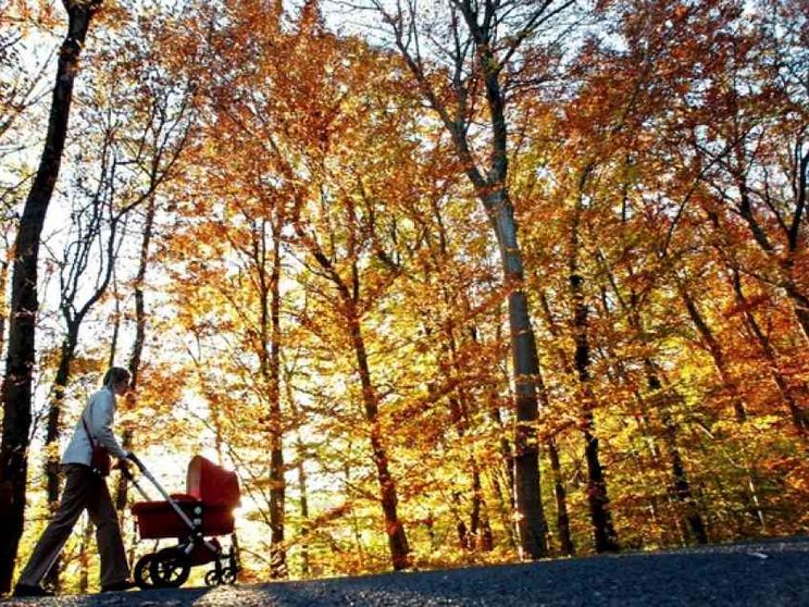 Meno allevamenti, più foreste per assorbire la CO2 in eccesso