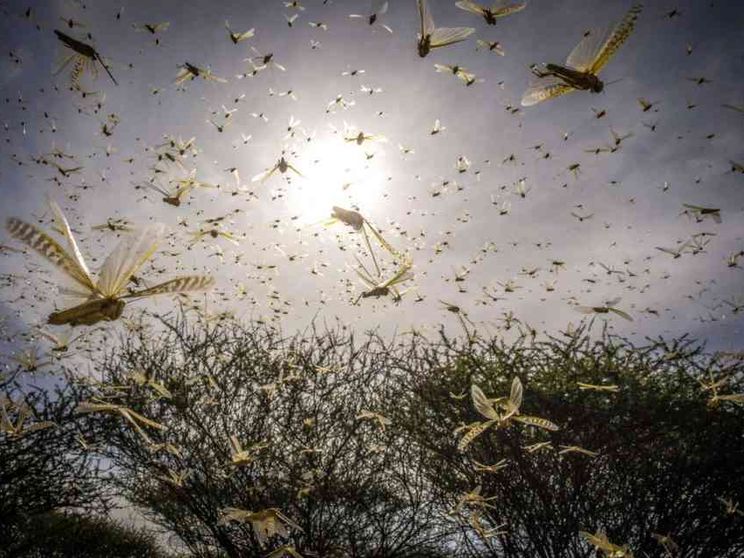 Fao: 200 miliardi di locuste invadono il Corno d'Africa, è emergenza / FOTO