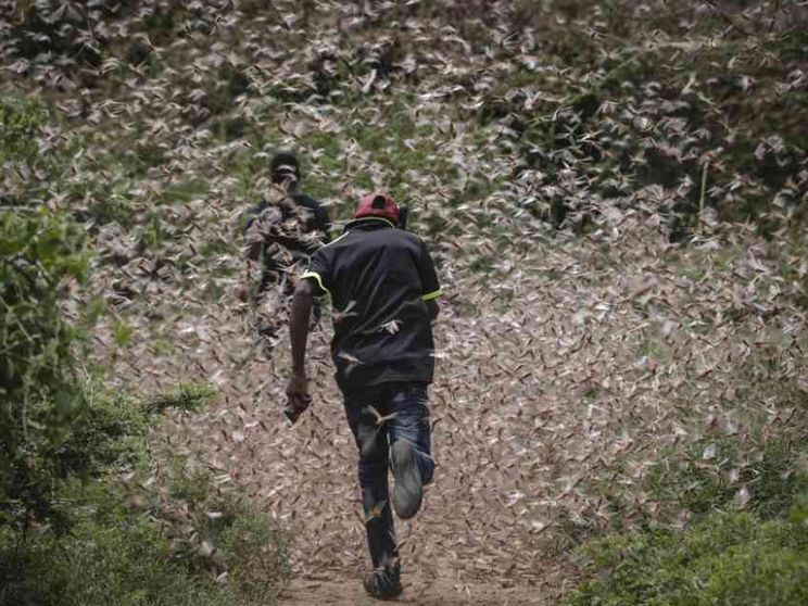 Covid e cavallette: un milione a rischio carestia in Etiopia