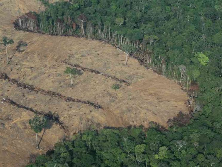 Così l'attacco alla biodiversità sta favorendo le pandemie