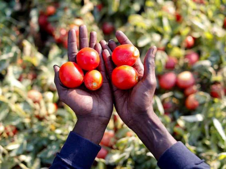 In Europa mancano gli stagionali agricoli