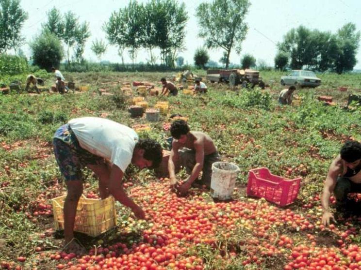 I campi hanno bisogno di stranieri