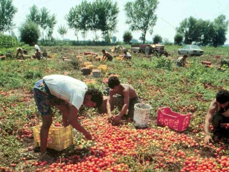 I campi hanno bisogno di stranieri