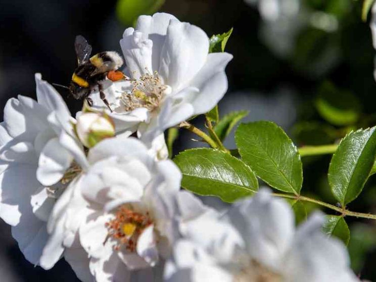 La Cei: siamo custodi, non padroni. Va cambiato il modo di vivere