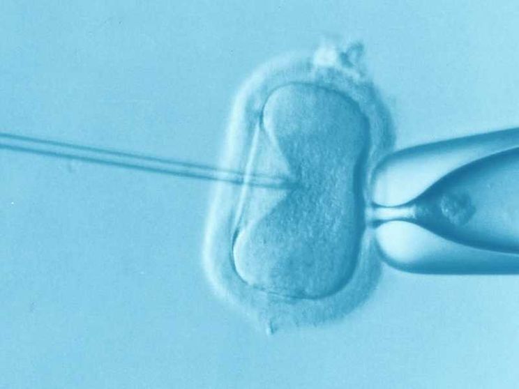 Gene editing, il flop degli embrioni manipolati