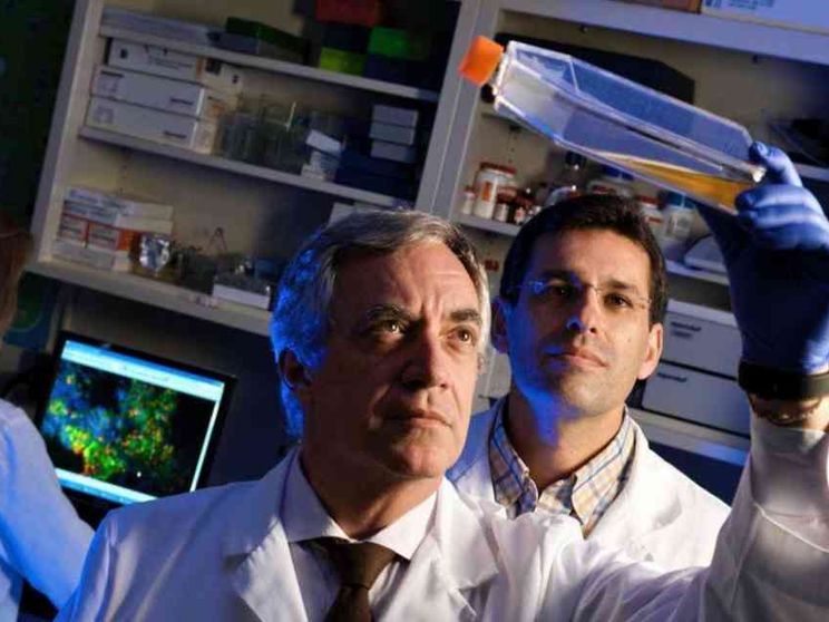 Dalle staminali i farmaci anticovid, il punto sugli studi