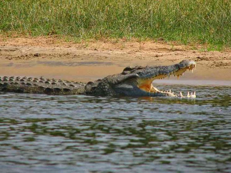 Prima di Colombo, il coccodrillo: 7 milioni di anni fa colonizzò l'America