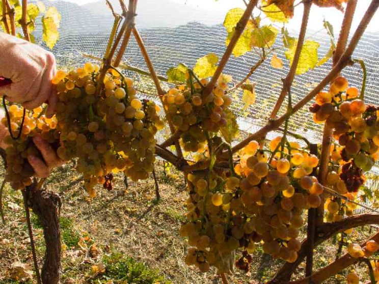 Vendemmia 2020: meno vino, ma migliore