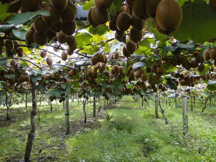 Un male misterioso ha colpito i kiwi italiani