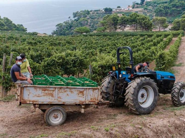 Gorgona, l'isola dove il riscatto è in vigna