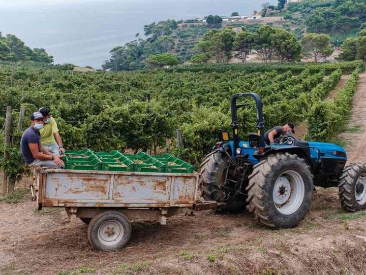 Gorgona, l'isola dove il riscatto è in vigna