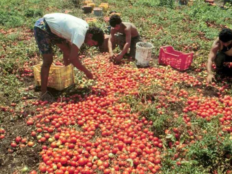 Sfruttamento, 200mila "schiavi" in agricoltura