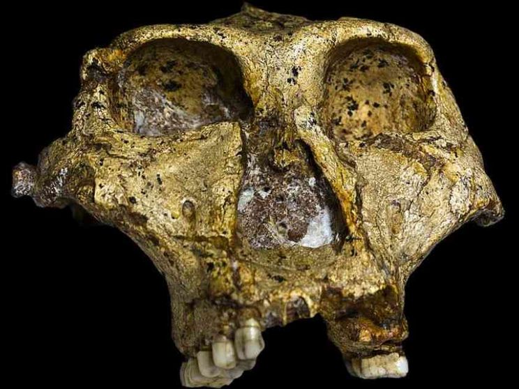 La scoperta di un cranio fossile riscrive la storia degli ominini