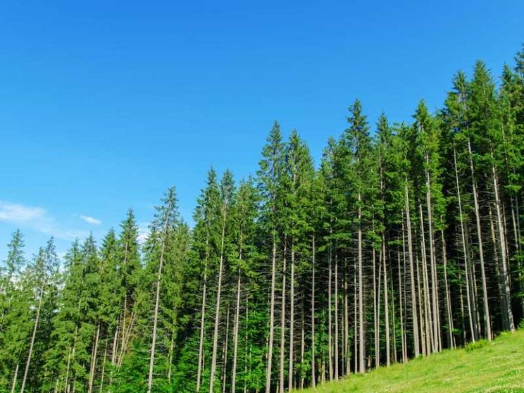Tutti vogliono investire sulle foreste