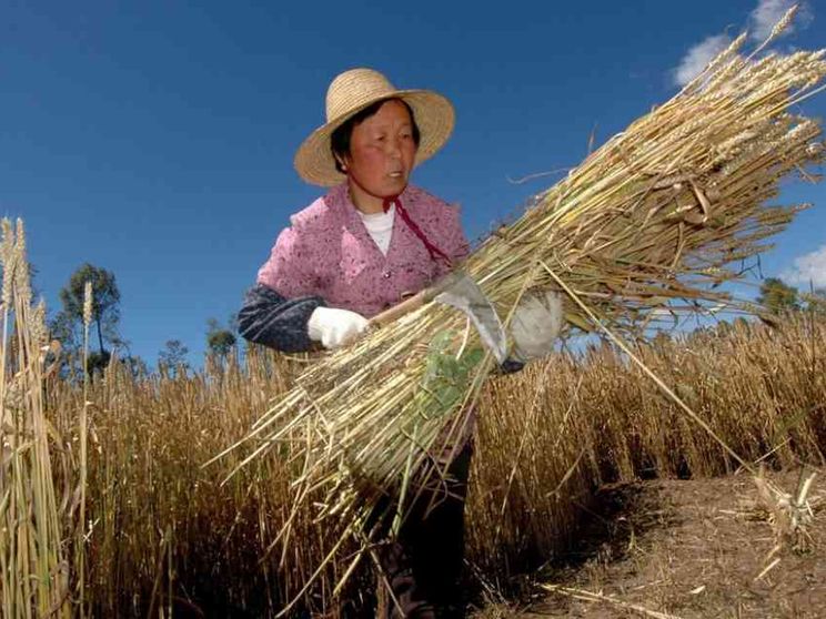 Prezzi del cibo, la speculazione sta affamando i più poveri