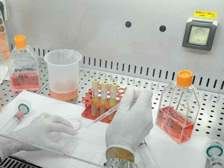 Traffico di embrioni anche da e per l'Italia