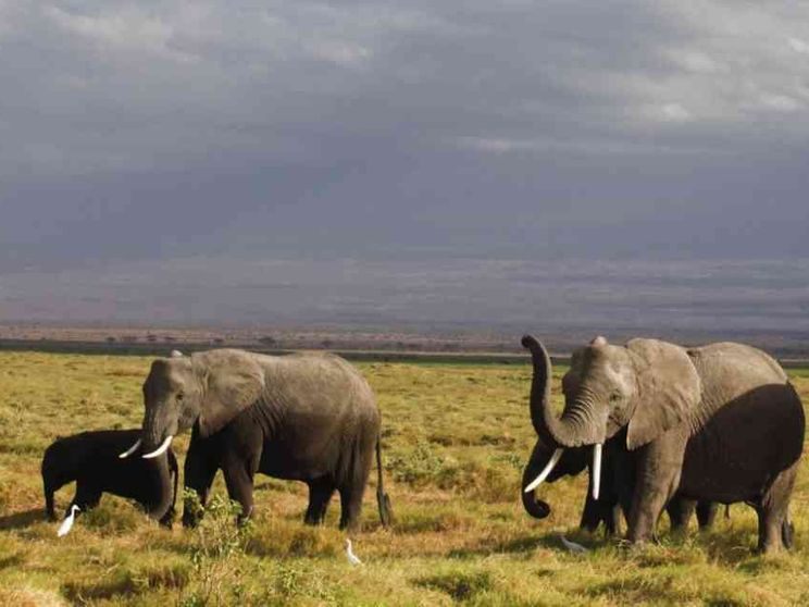 In Namibia il deserto avanza. All'asta 170 elefanti