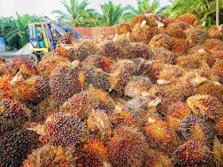 Gli Usa: «Bambini schiavizzati, no all'olio di palma malese»