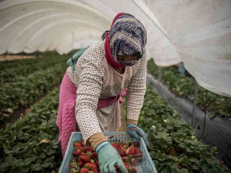 Caporalato, questione euro-meridionale. I casi di Italia, Spagna e Grecia