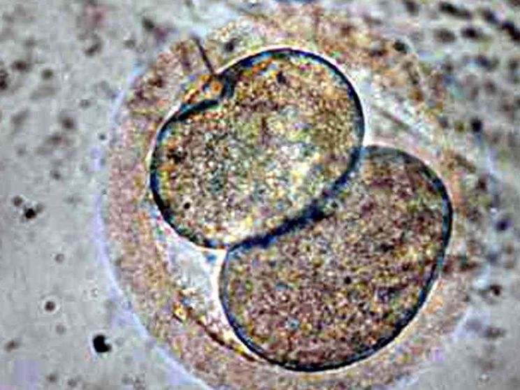 Embrioni in provetta contesi, i giudici: «Può decidere solo la donna»