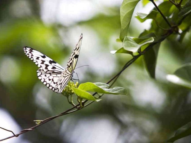 L'effetto farfalla (in positivo) della Laudato Si'