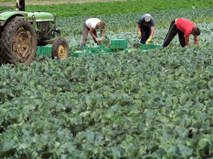 «Lavoratori agricoli lasciati senza sostegni»