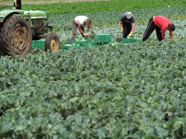 «Lavoratori agricoli lasciati senza sostegni»