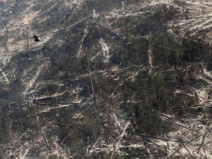 La deforestazione e il Covid si nutrono a vicenda e corrono