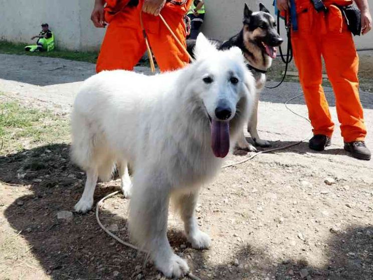 Animali in città, canili strapieni, troppi "clandestini", spese incontrollate