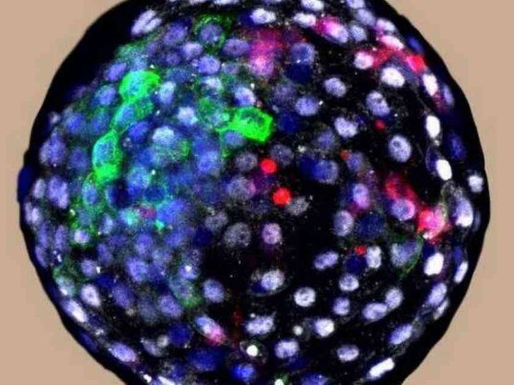 Tornano gli embrioni uomo-animale: quante manipolazioni per alterare l'umano