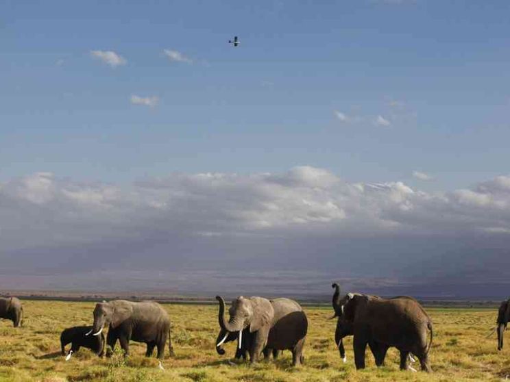 Lo Zimbabwe apre la caccia agli elefanti. «Per le casse dello Stato»