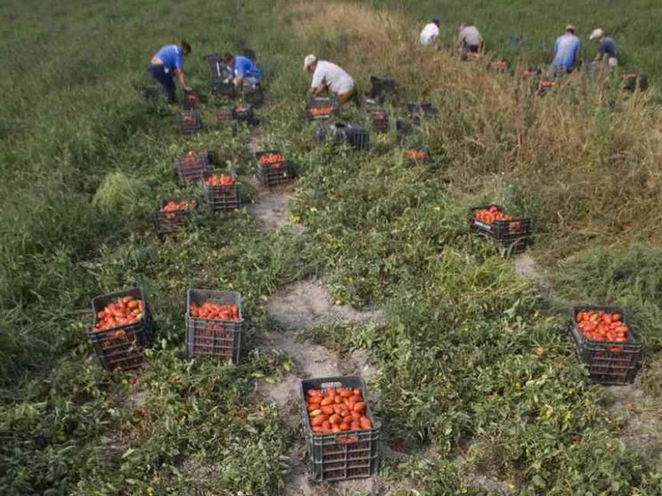 Braccianti sempre più sfruttati: «Col Covid tutto è peggiorato»